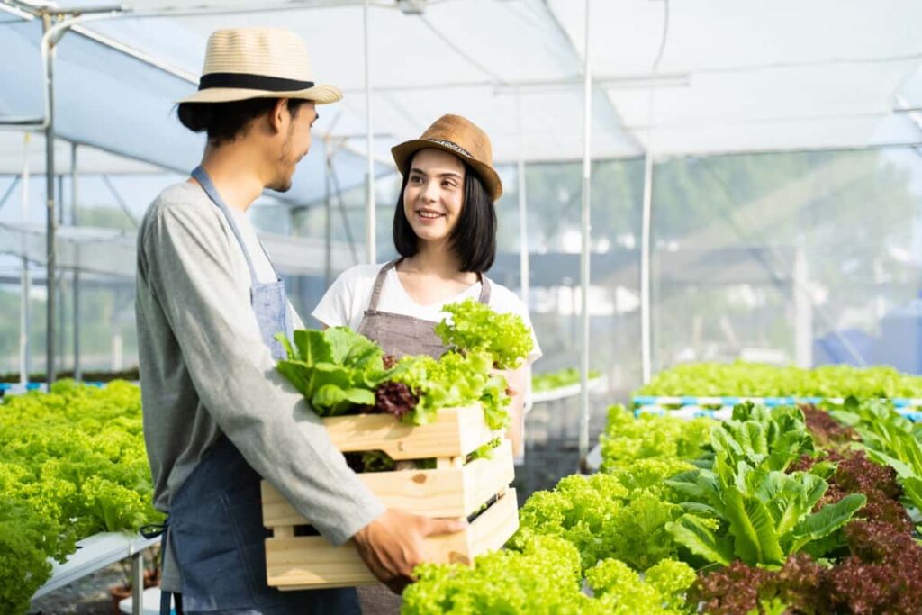 Hydroponic Farming Cost and Profit in India