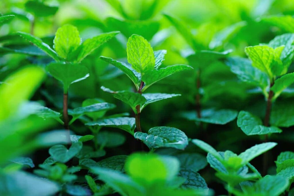 Kerala Herb Farming