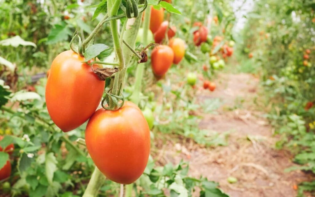Kerala Organic Farming