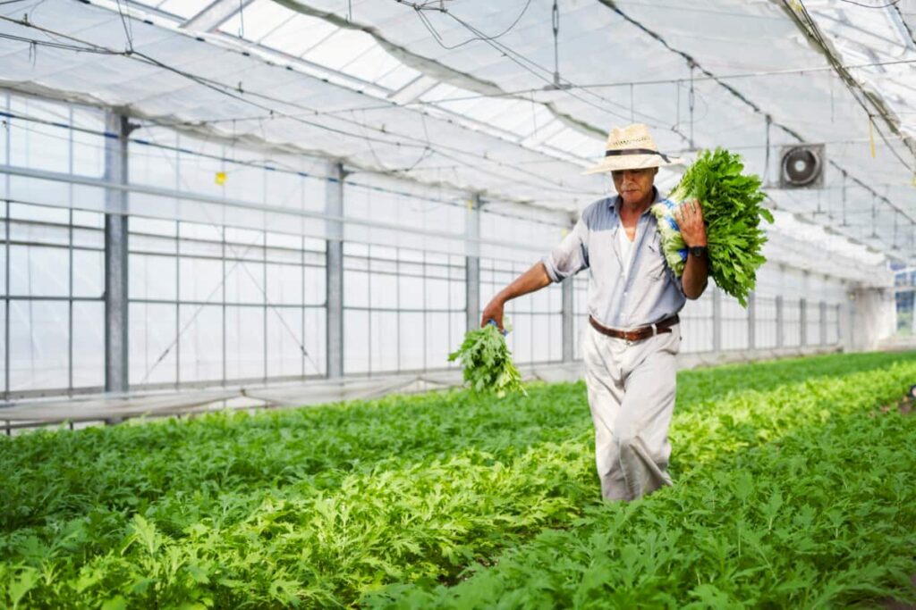 How to Maximize Profit in Greenhouse Farming