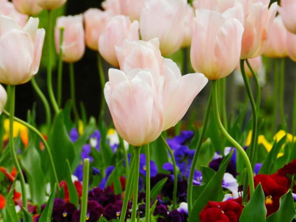 Tulip Flower Gardening