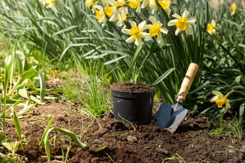 Soil Preparation for Flower Gardening