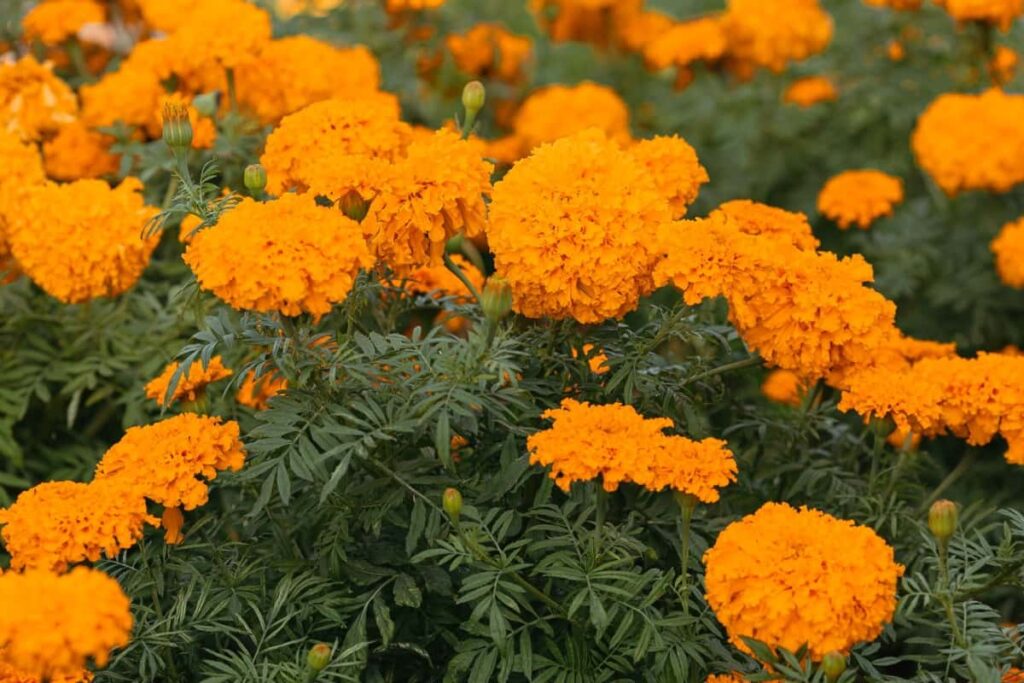 Marigold Flower Gardening