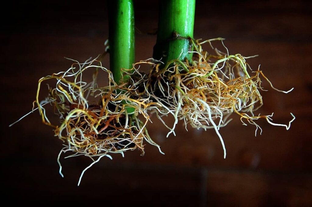 Hydroponic Root