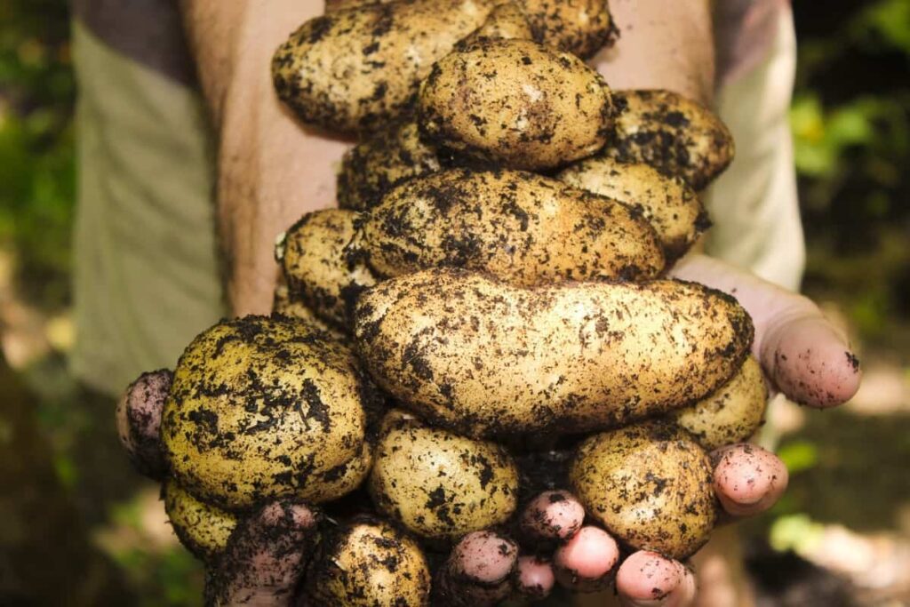 Potato Gardening