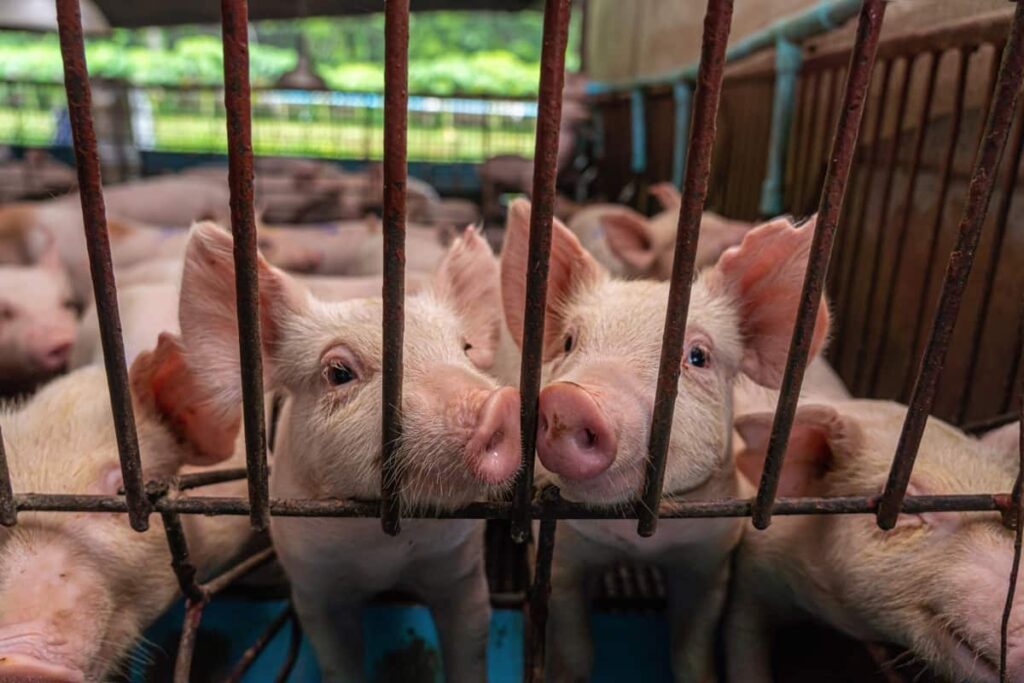 Pig Farm Cage