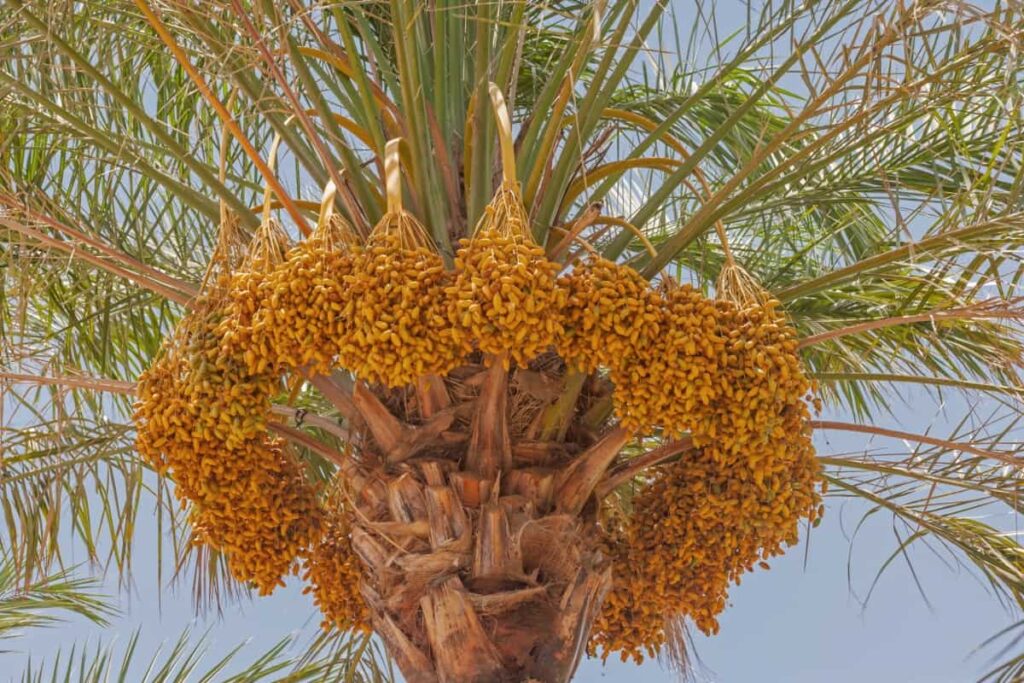 Date Palm Cultivation in Karnataka