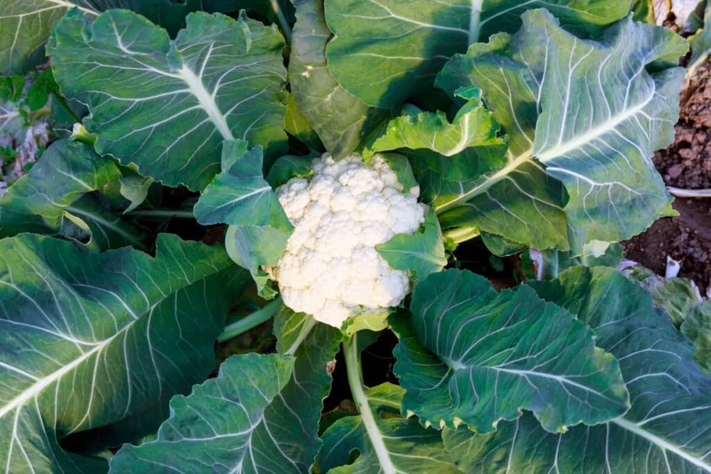 Organic Cabbage Farming