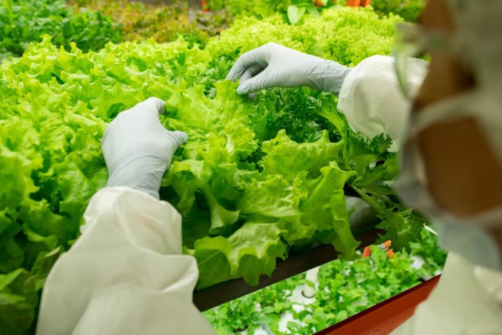 Lettuce Vertical Farming