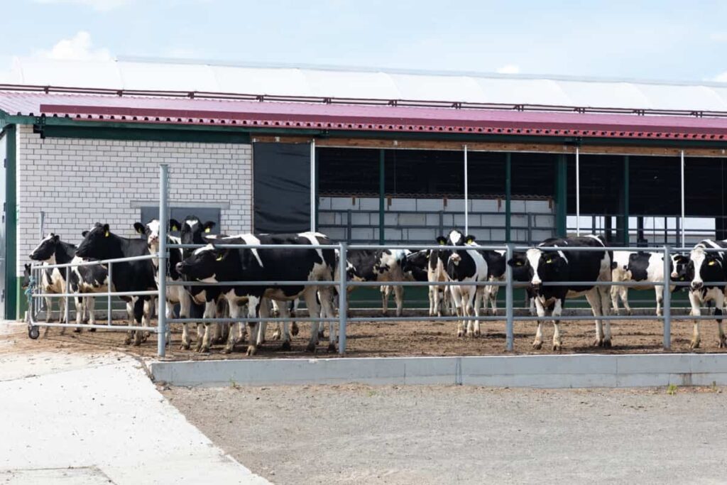 How to Start Sustainable Dairy Farming