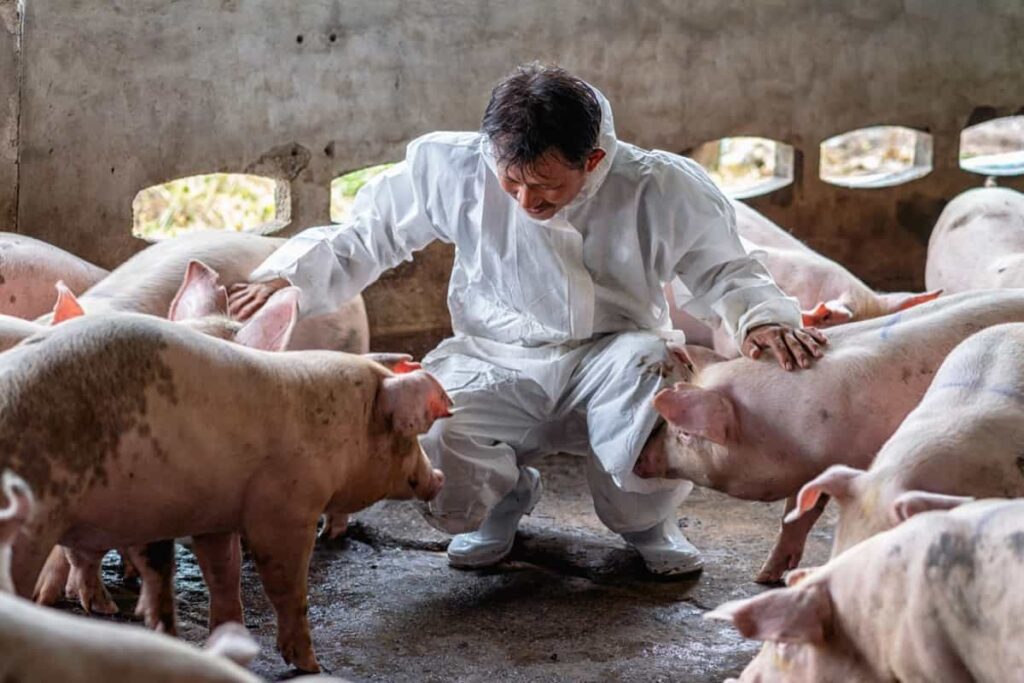 How to Start Sustainable Pig Farming