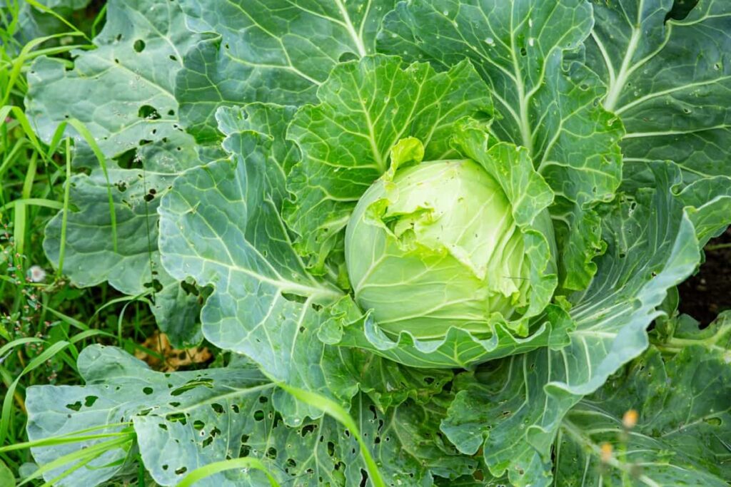 Cabbage Pests