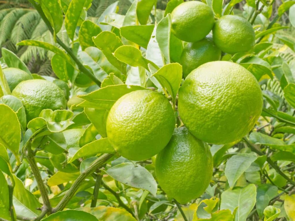 Organic Citrus Farming