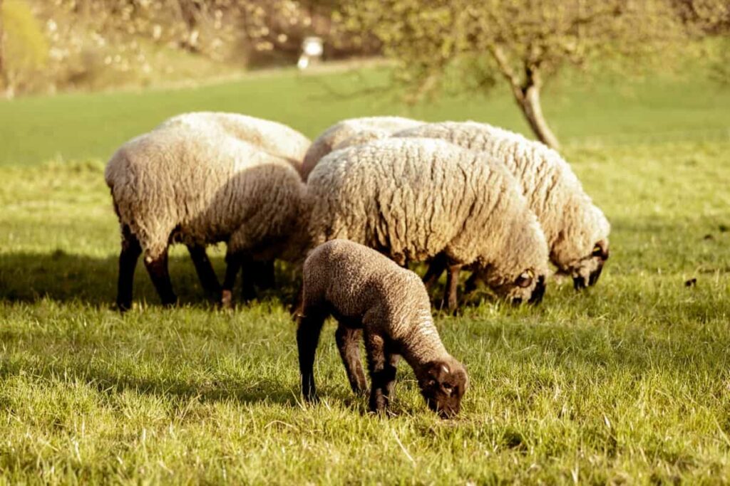 How to Start Sustainable Sheep Farming