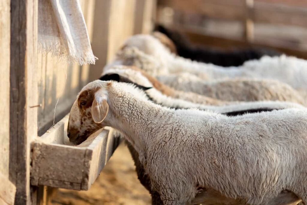Sheep Feeding Setup