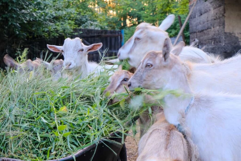 Sustainable Goat Farming7