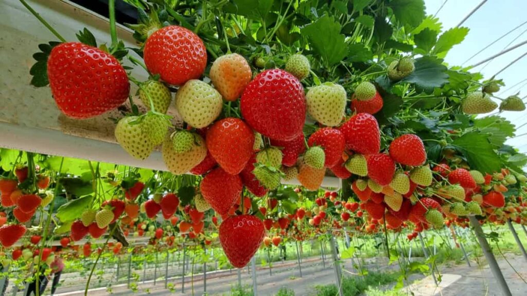 Sustainable Strawberry Farming