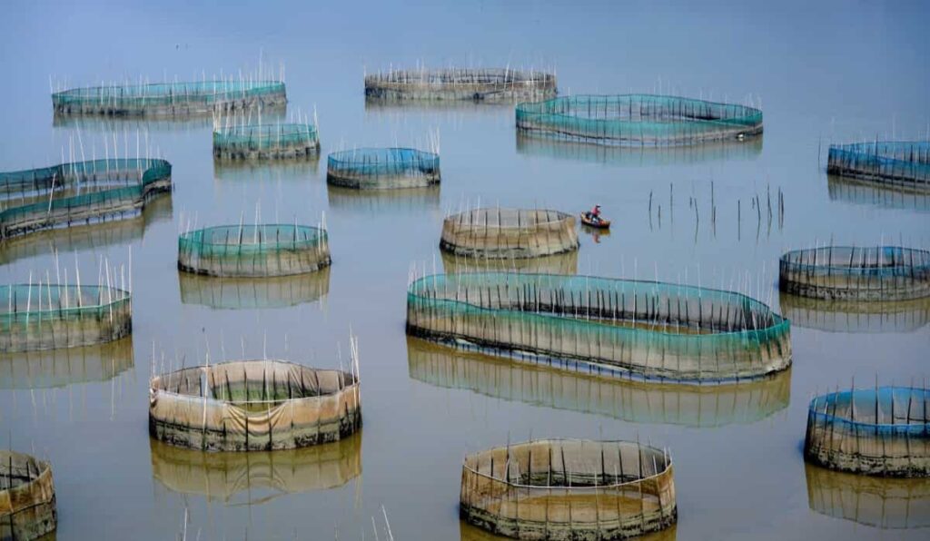 Traditional Fish Farming