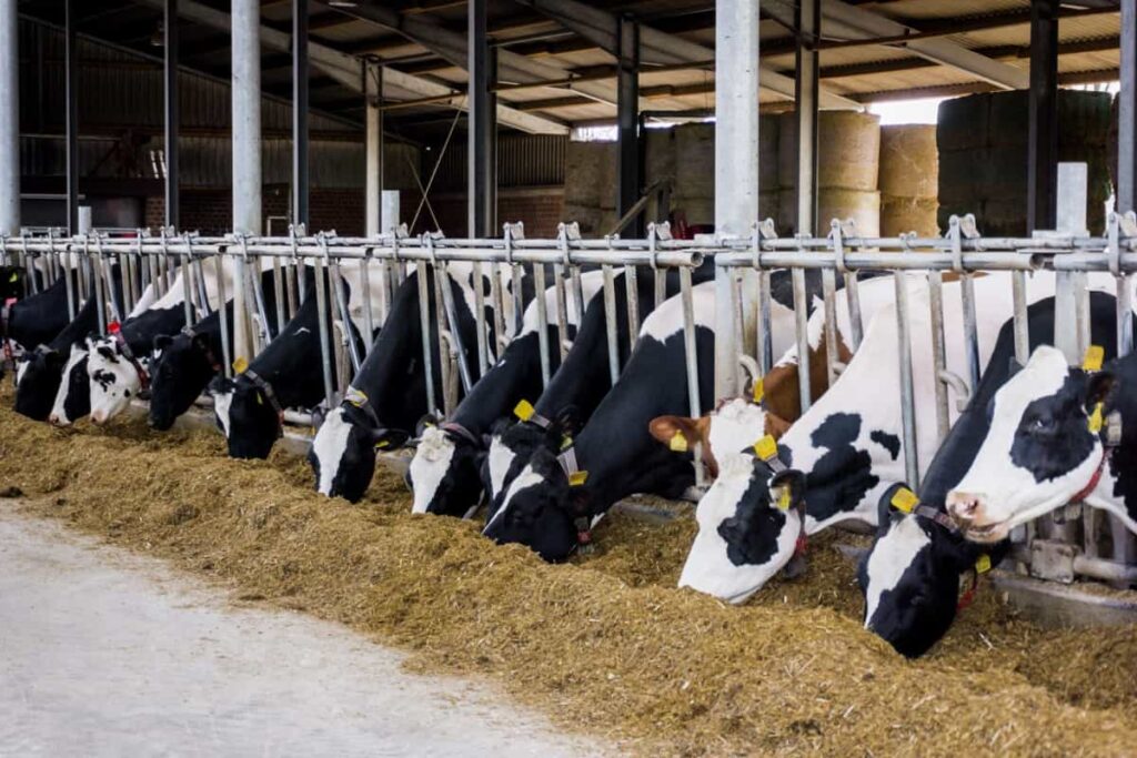 Dairy Farming Feeding Setup