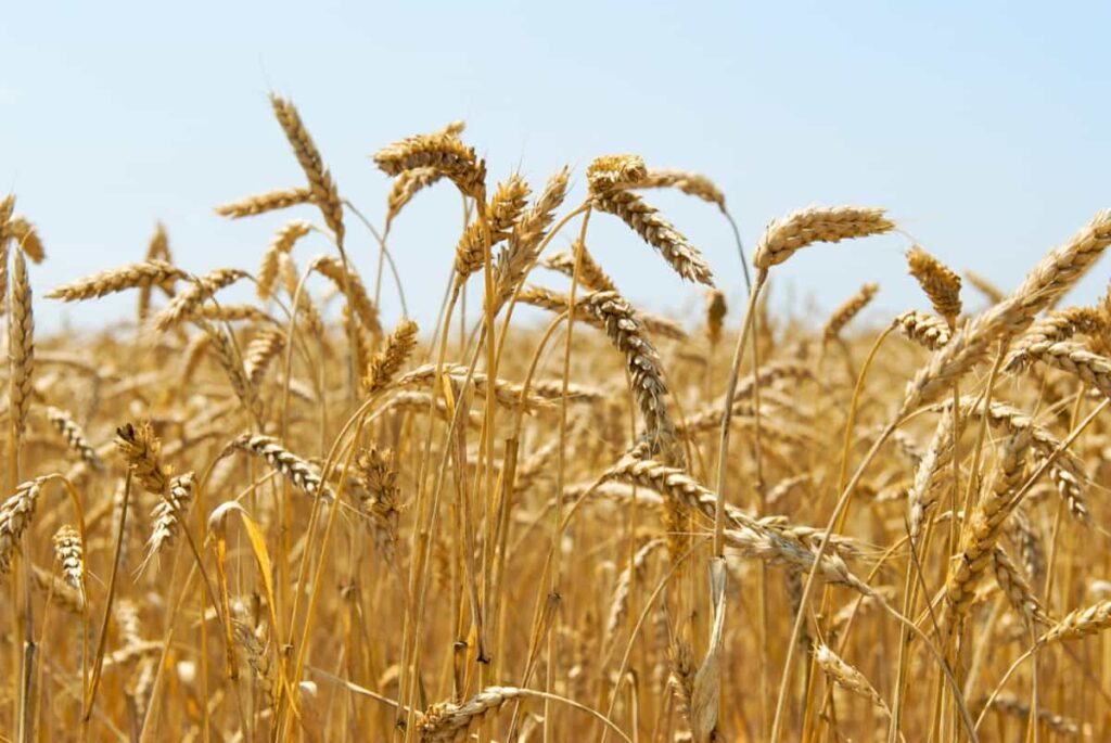 Uttar Pradesh Organic Farming: Wheat Crop