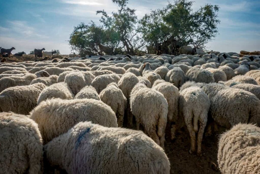 Large Scale Sheep Farming