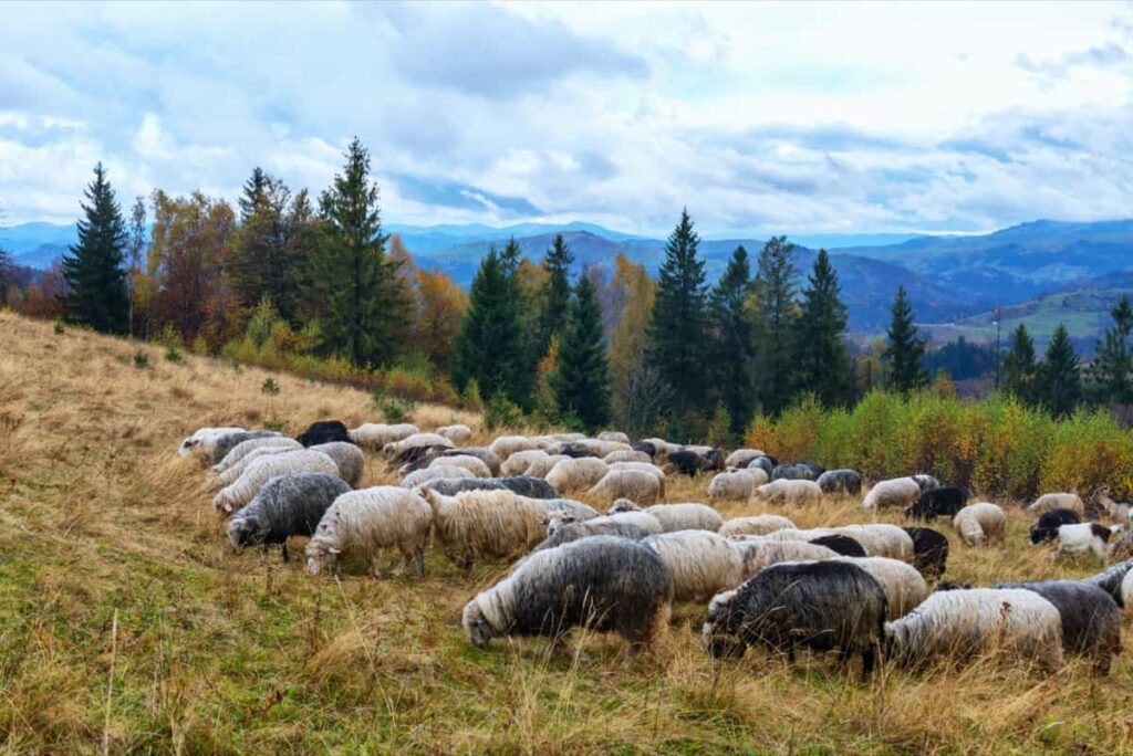 Sheep Breeds