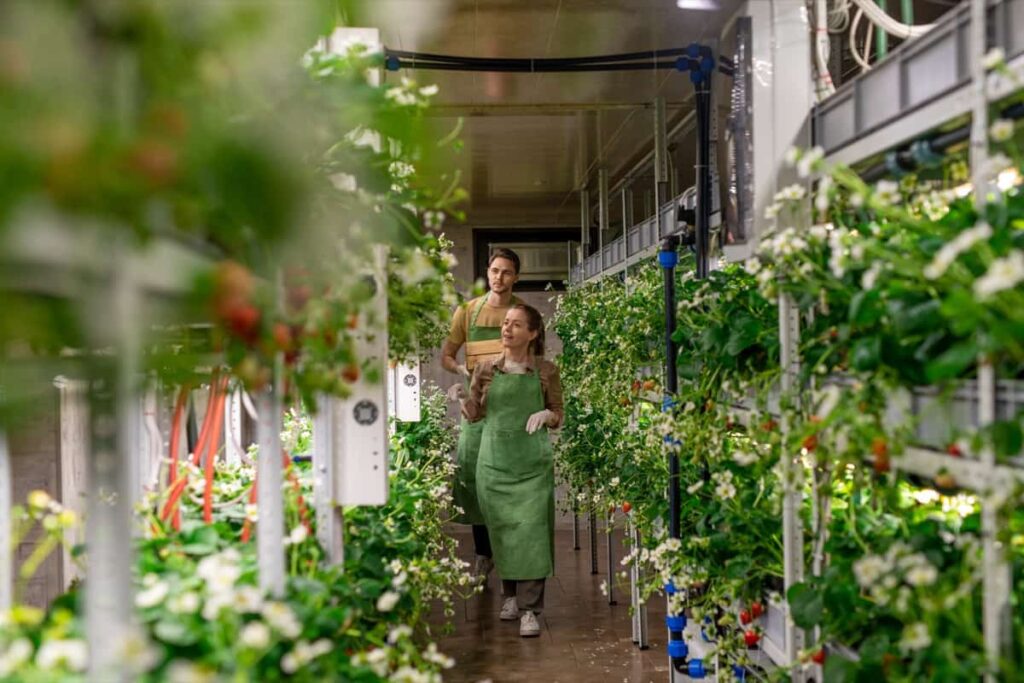 How to Earn Excellent Income Returns with Commercial Vertical Farming