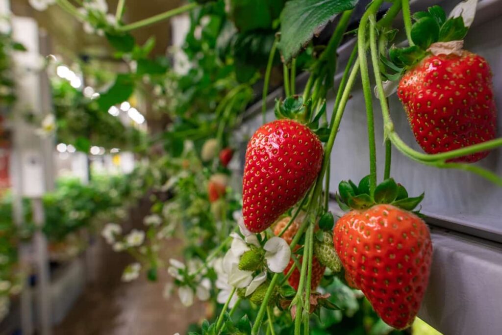 Vertical Strawberry Farming
