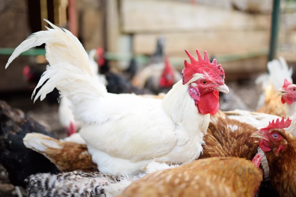 Country/Free Range Chicken Farming Project Report