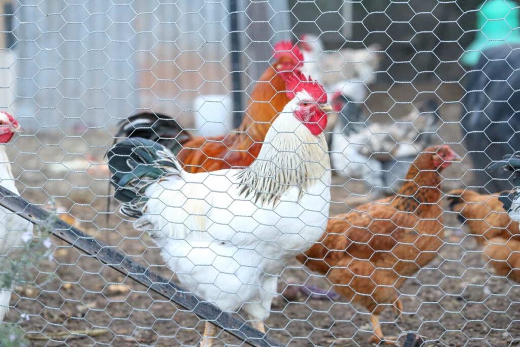 Chicken Farm Fencing