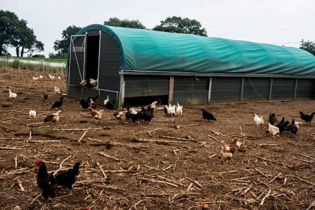 Chicken Farm Shed