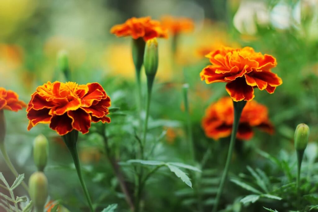 How to Grow Marigold at Home in the USA