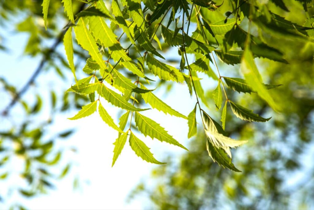 How to Make Your Own Neem Oil for Plants