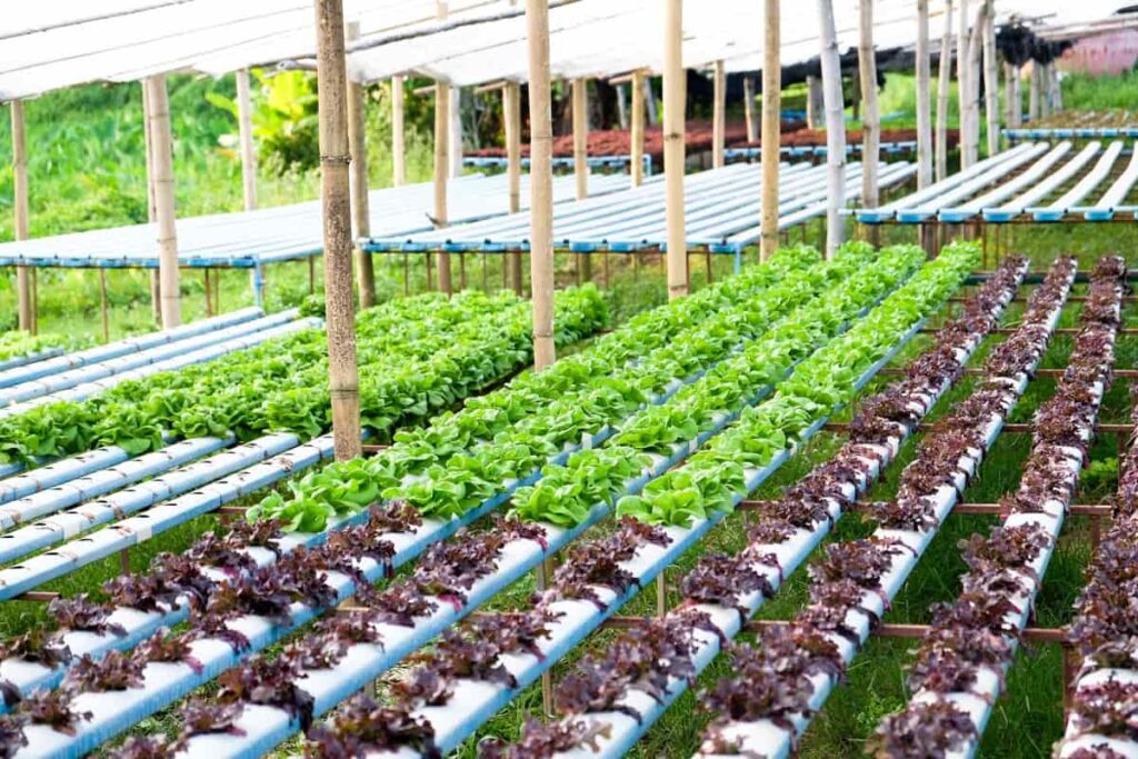 Large Scale Hydroponic Farming