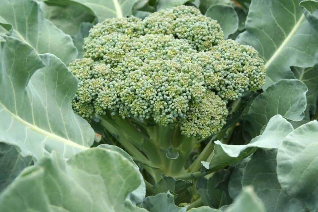 Broccoli Gardening