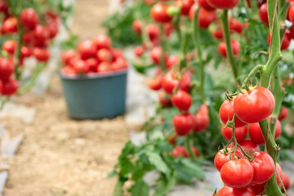 Tomato Gardening
