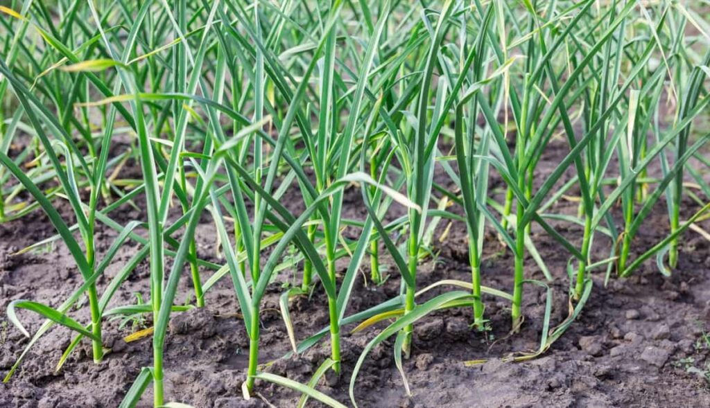 Garlic Farming Business Plan4