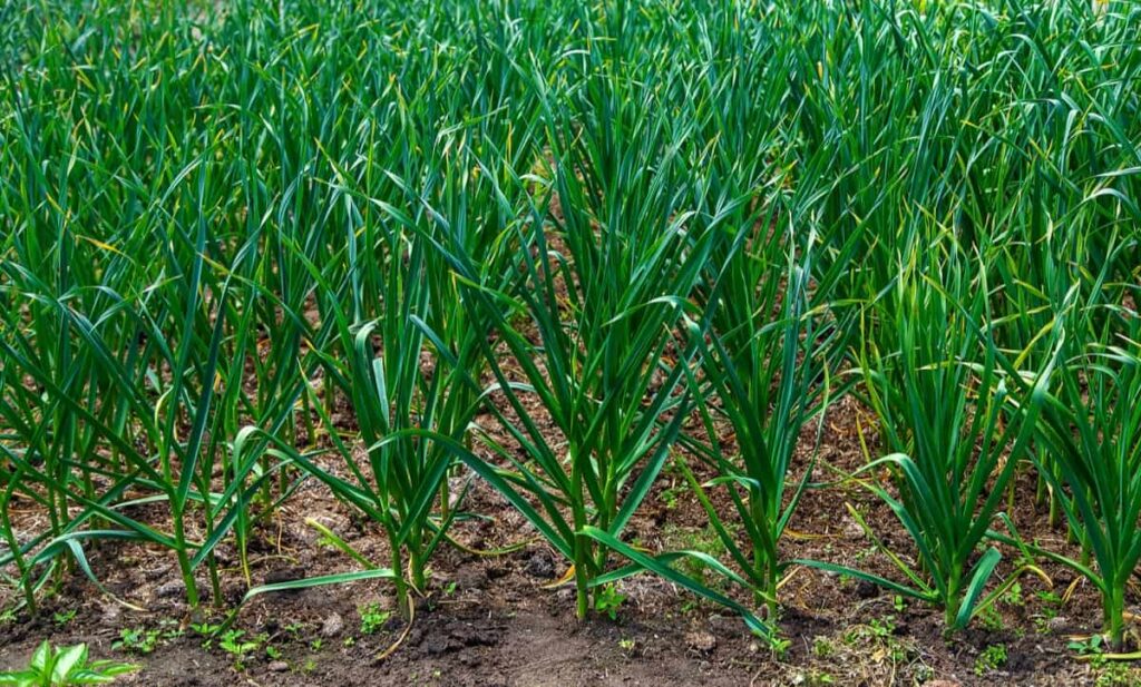Garlic Farming Business Plan5