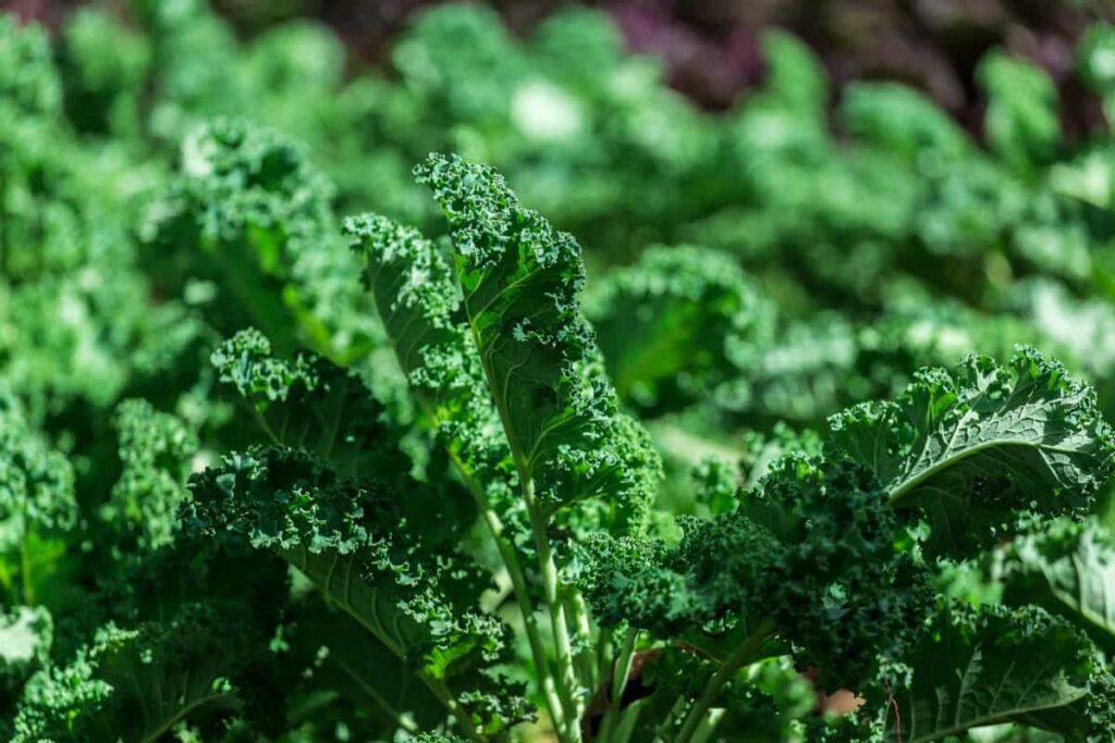 Sunlight Requirement for Growing Kale