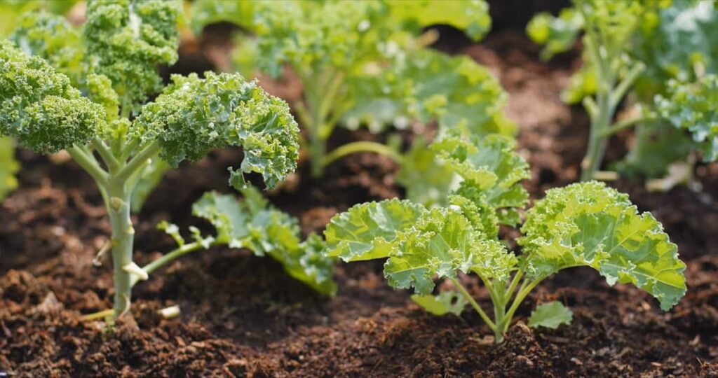 Suitable Soil for Growing Kale