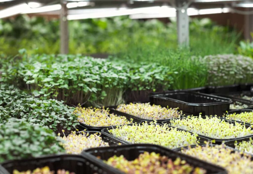 How to Start and Succeed with Microgreens Business Plan