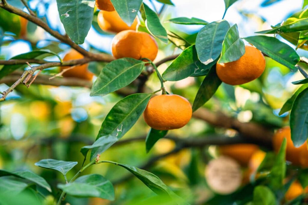 Mandarin Orange Farming