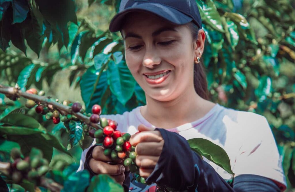Organic Farming Profits Per Acre in India: Coffee Plant