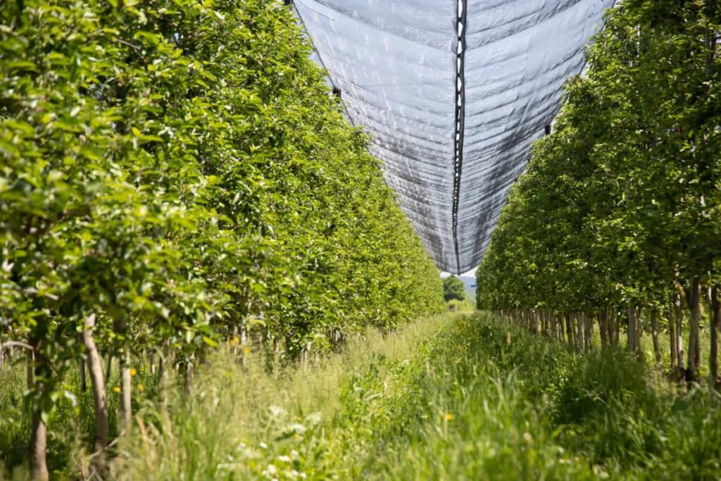 Project Report on Agro Shade Net Manufacturing in India5