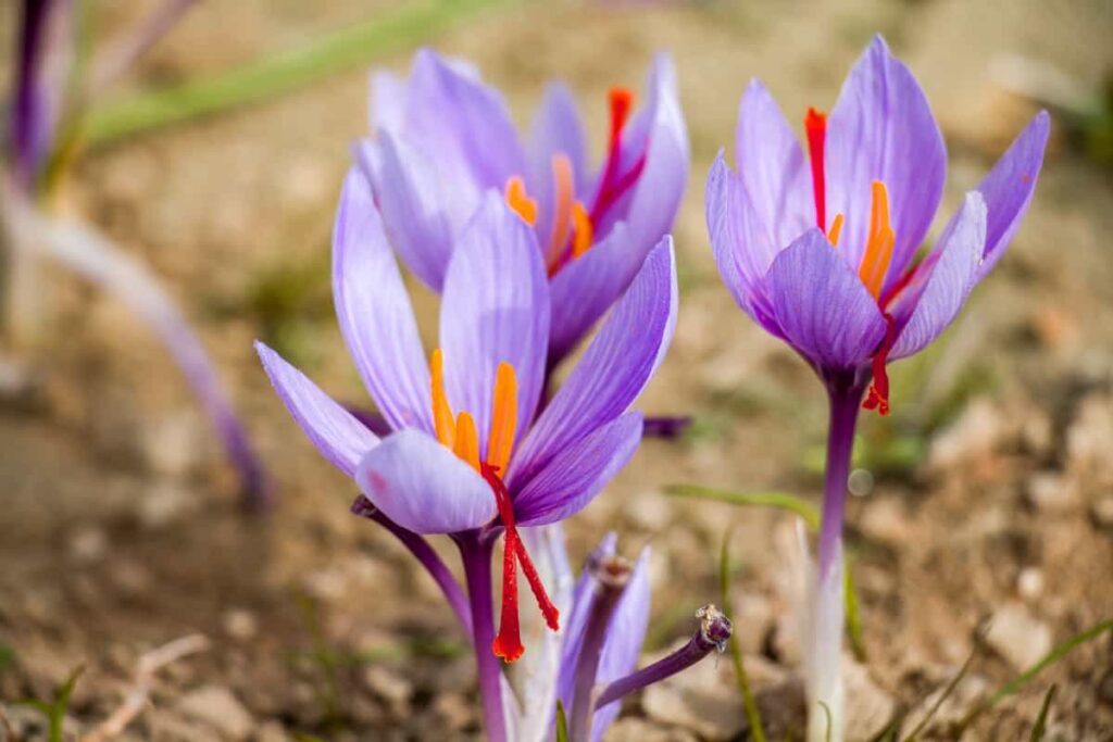 Saffron Plant