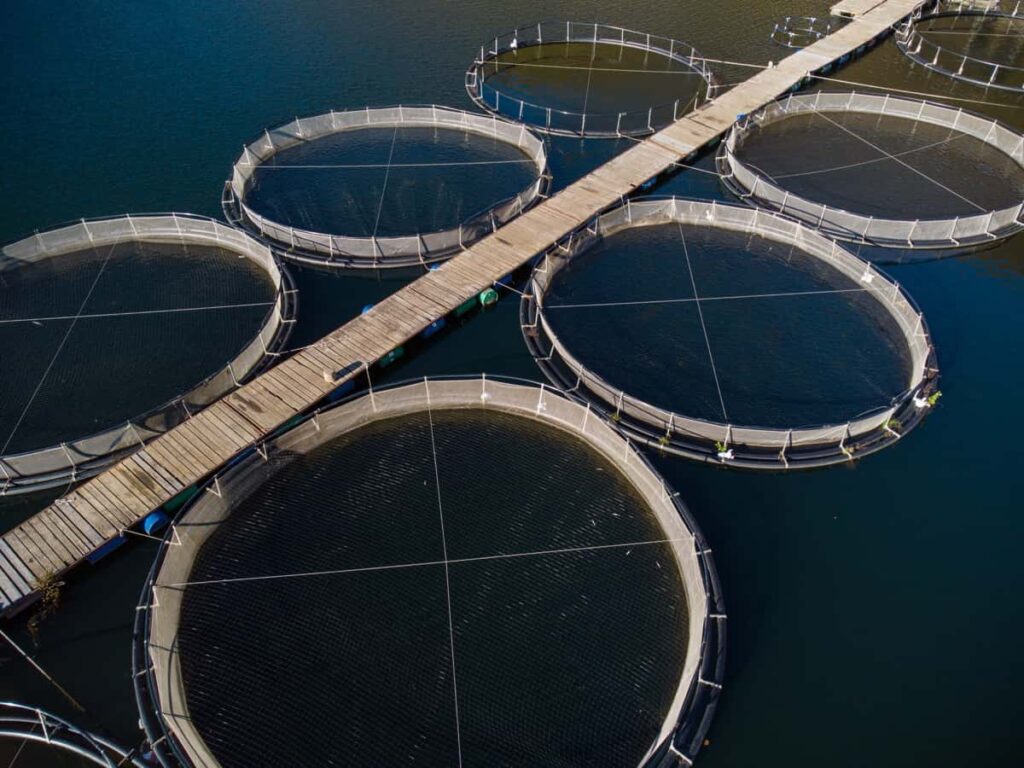 Modern Fish Farming