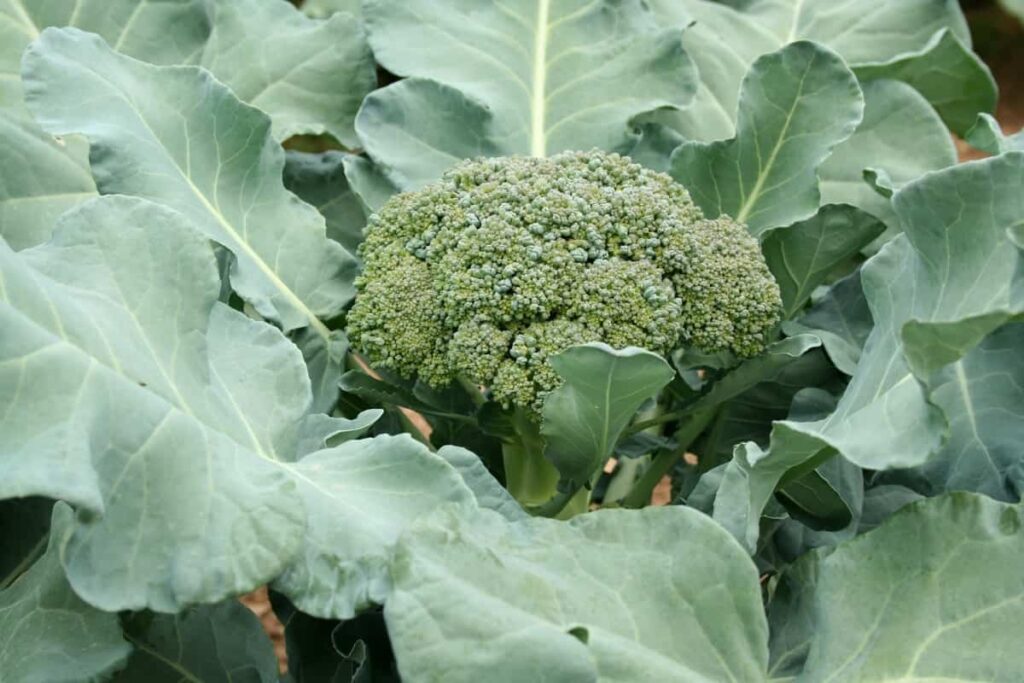 Broccoli Farming