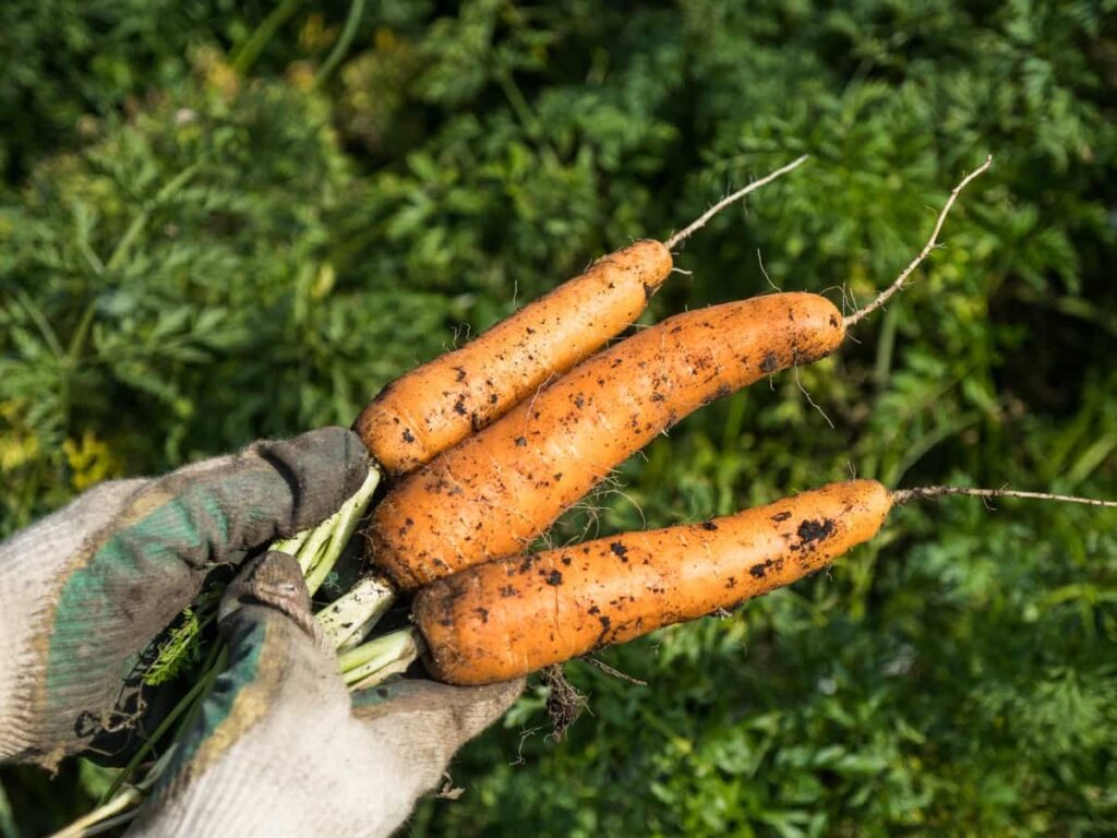 Carrot Harvest