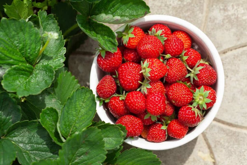 Zone 6 Gardening Guide: Strawberry Harvest