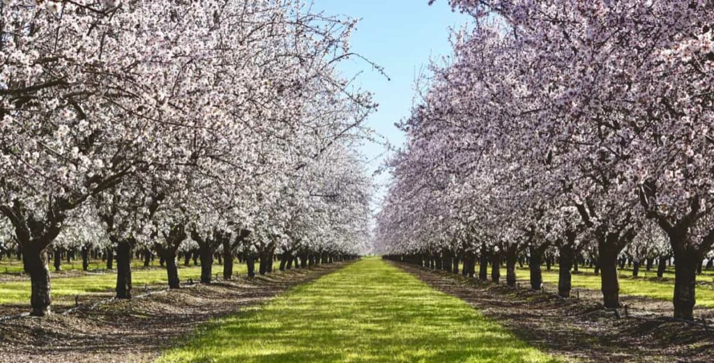 Almond Orchard Management6